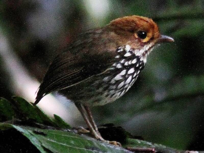 Antpitta del Perù, Foto 4