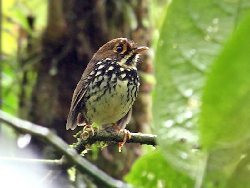 Antpitta del Perù, Foto 2