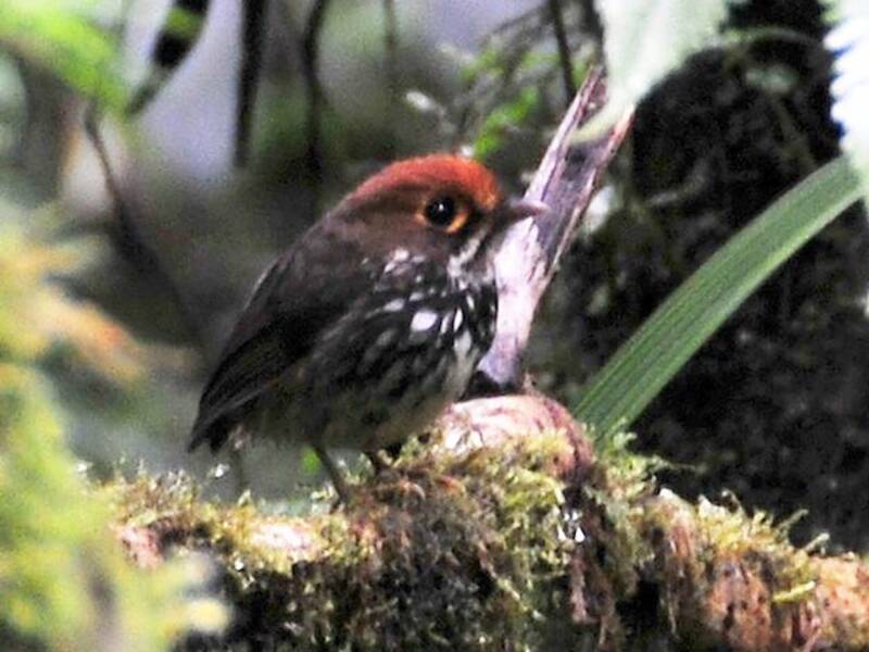 Antpitta del Perù, Foto 3