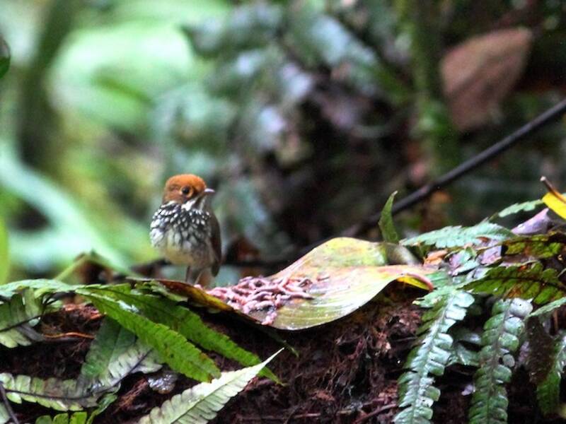 Antpitta del Perù