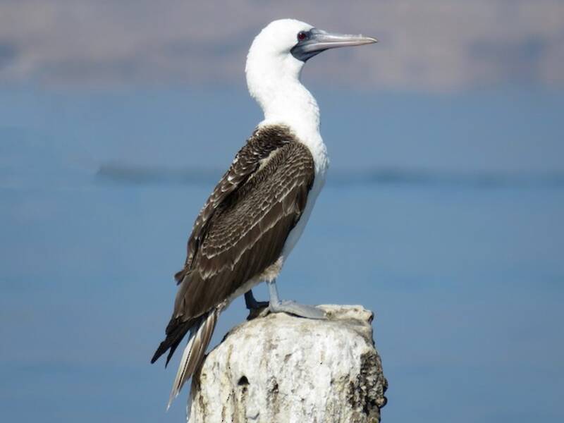 Peruvian Booby