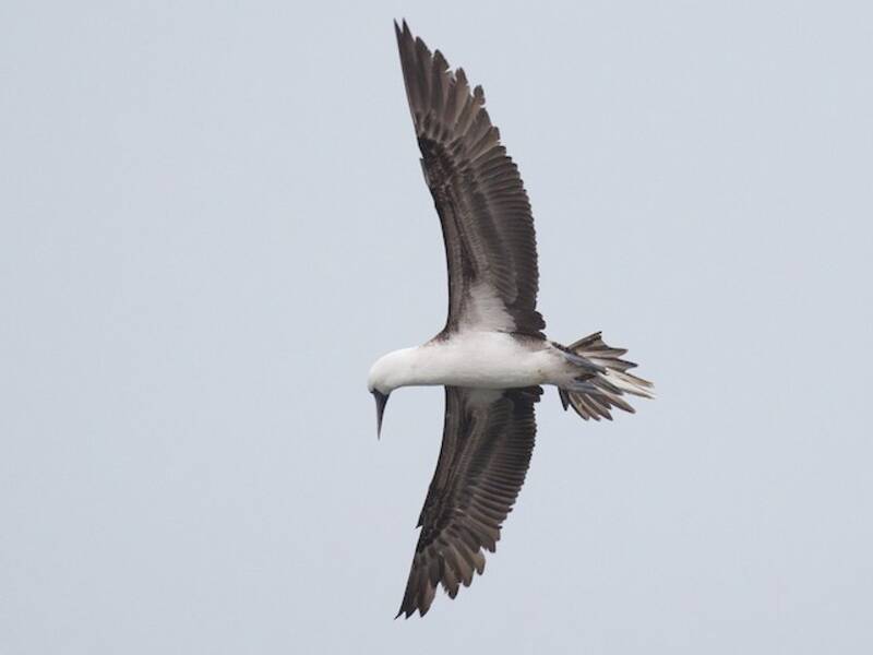 Peruvian Booby, Photos 2