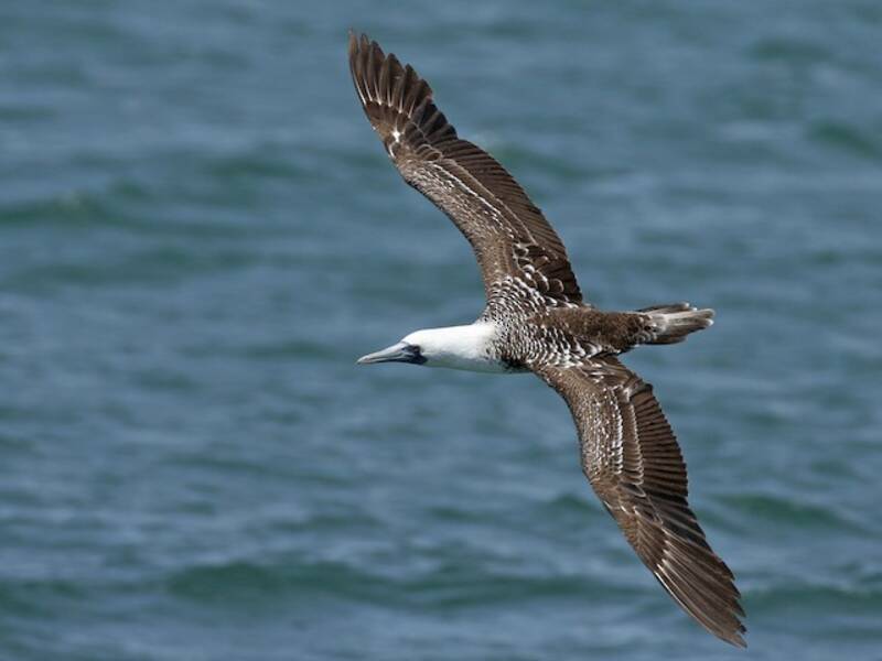 Peruvian Booby, Photos 3