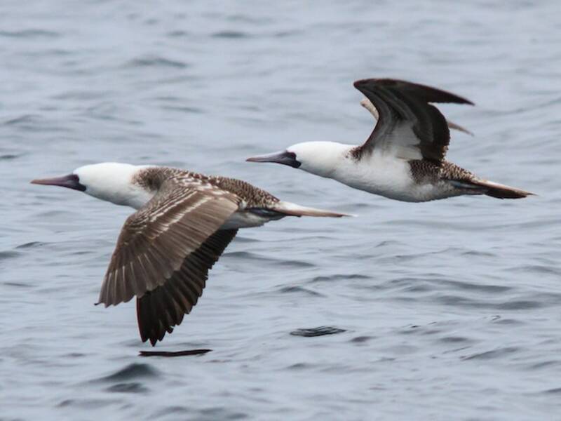 Peruvian Booby, Photos 4