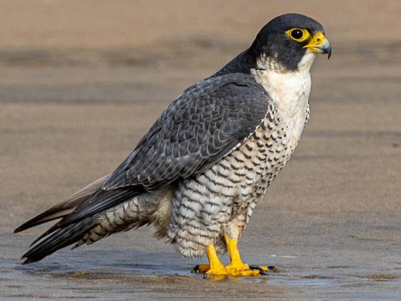 Falco pellegrino, Foto 4
