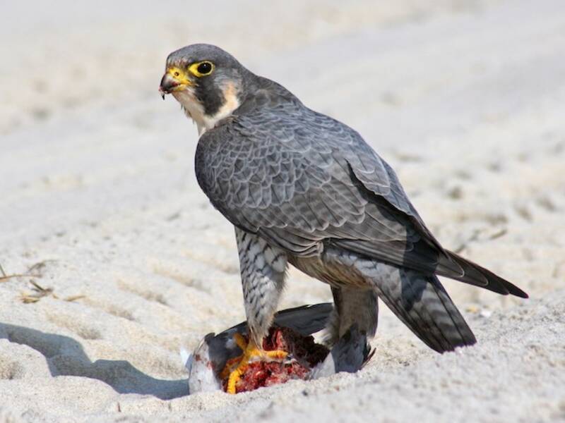 Peregrine Falcon (Falco peregrinus)