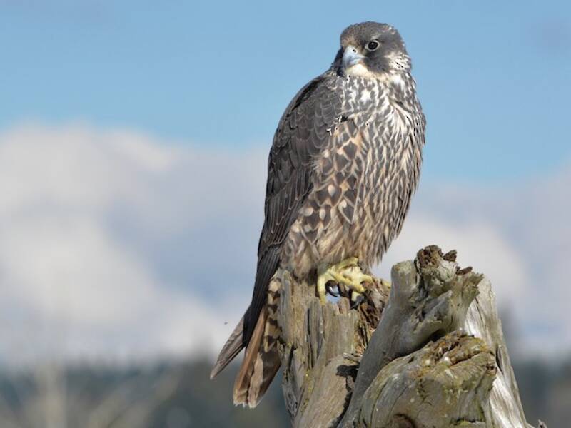 Falco pellegrino, Foto 3