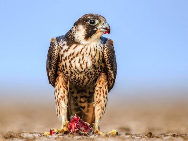 Falco pellegrino, Foto 2