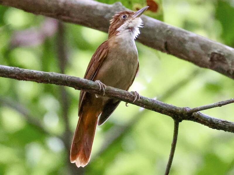 Pernambuco Foliage-gleaner