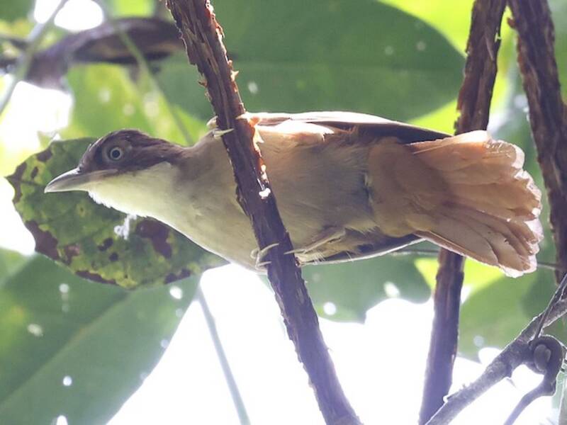 Pernambuco Foliage-gleaner, 照片 2