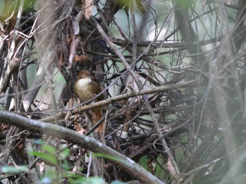 Pernambuco Foliage-gleaner, 照片 4
