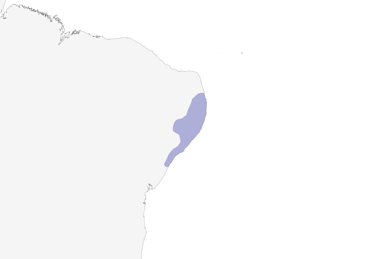 Pernambuco Foliage-gleaner, 分布 1