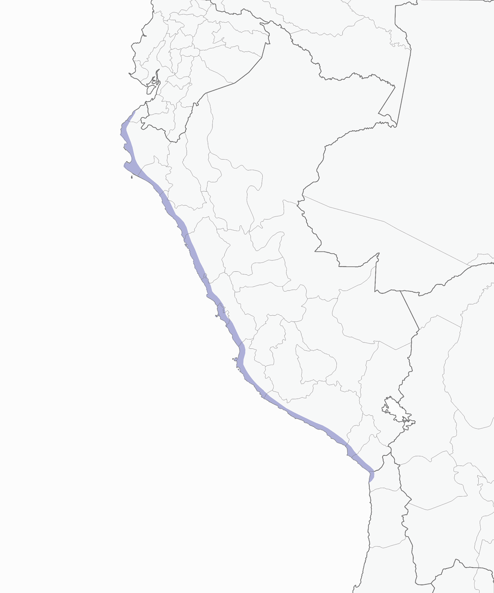 Rondine del Perù, Distribuzione 1