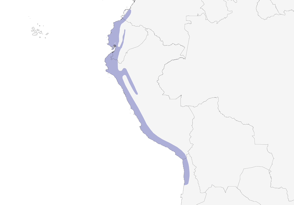 Pradero Peruano, Distribución 1