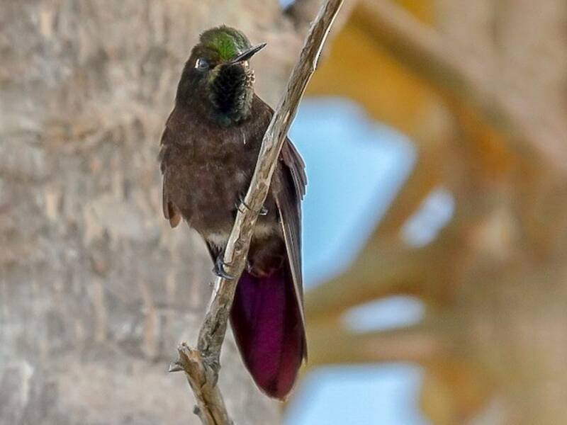 Perija Metaltail, Photos 3