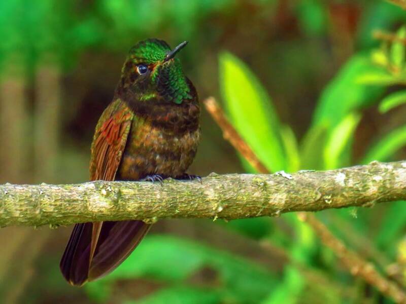 Perija Metaltail, Photos 2