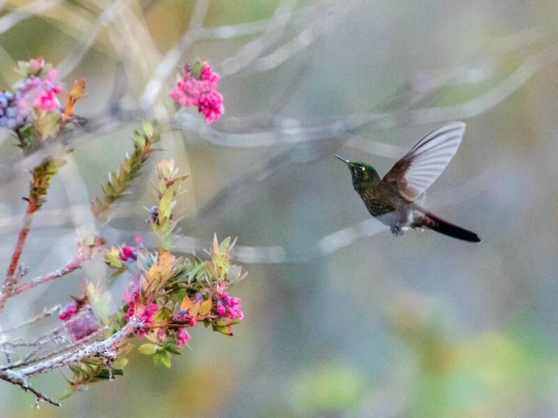 Perija Metaltail, Photos 4