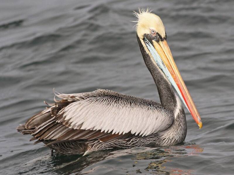 Peruvian Pelican, Photos 4