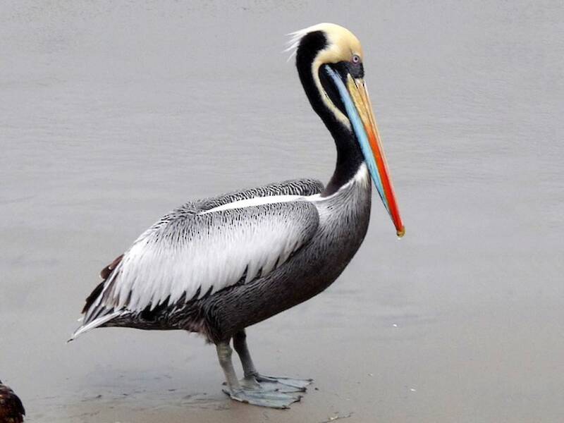 Peruvian Pelican, Photos 2