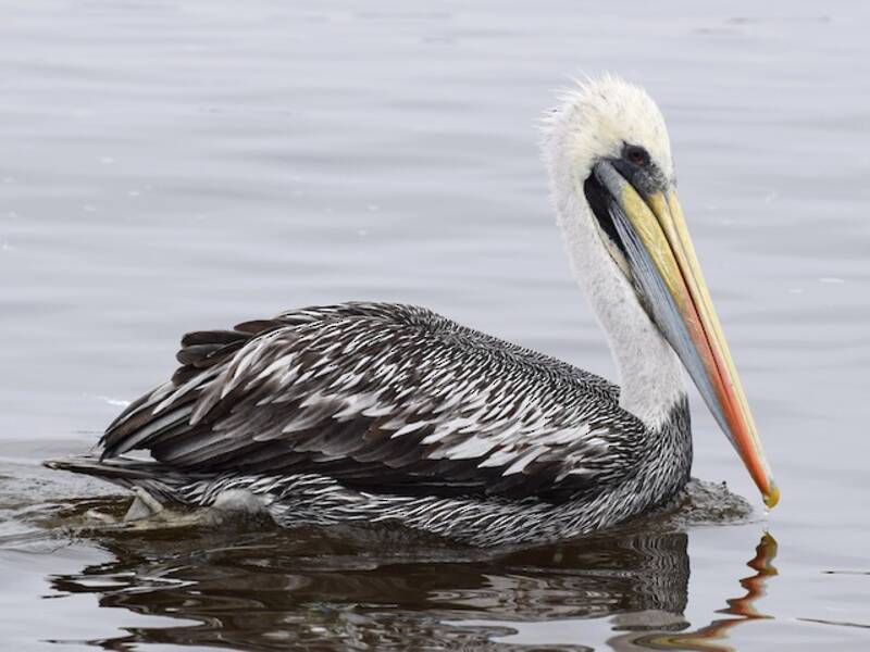 Peruvian Pelican