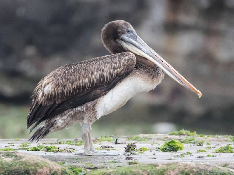 Peruvian Pelican, Photos 3