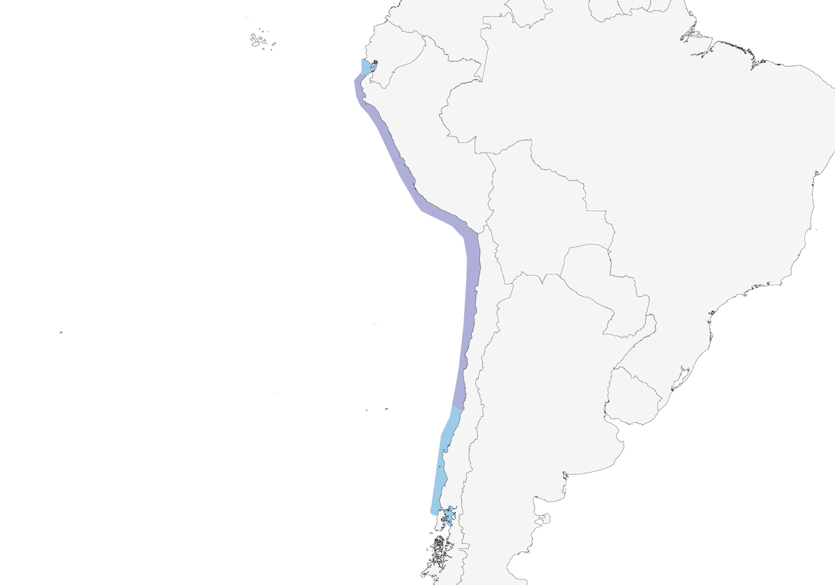 Peruvian Pelican, Distribution 1