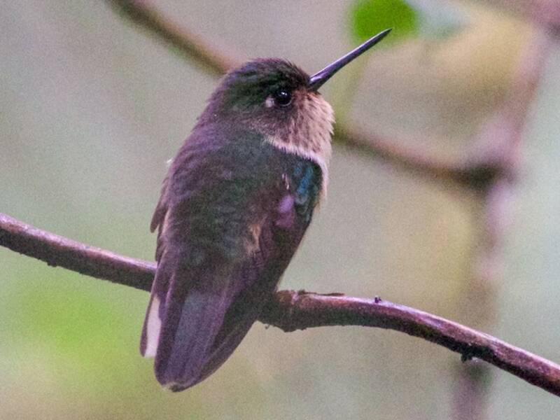 Peruanischer Schwarzschwanzkolibri