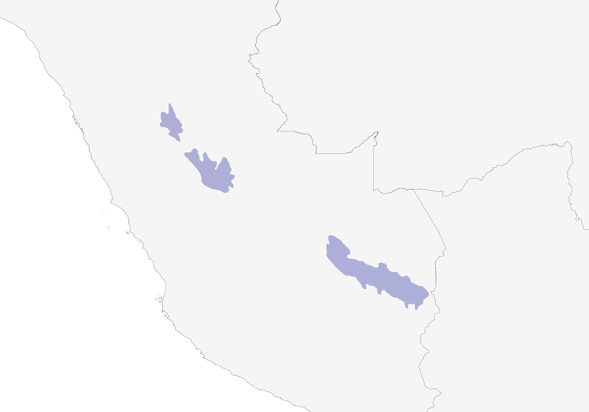 Colaespatula Peruano, Distribución 1
