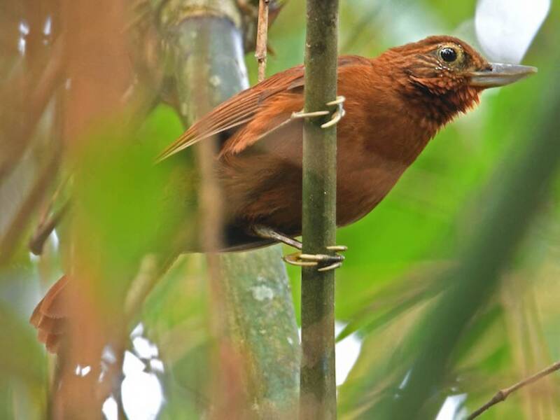 Peruvian Recurvebill