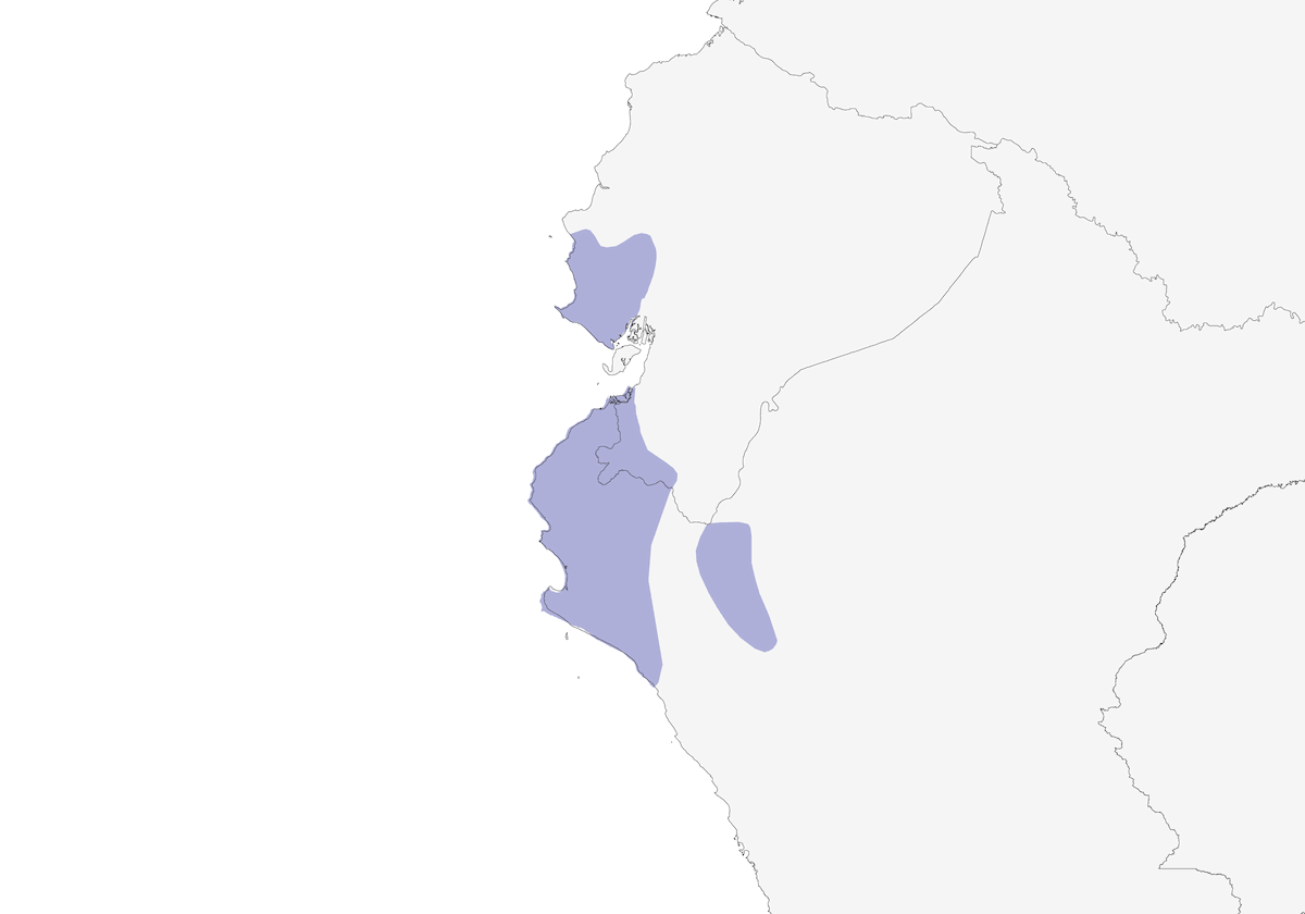 Assiolo peruviano, Distribuzione 1