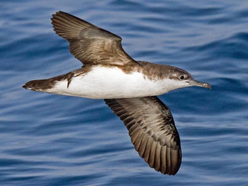 Puffin de Perse, Photos 3