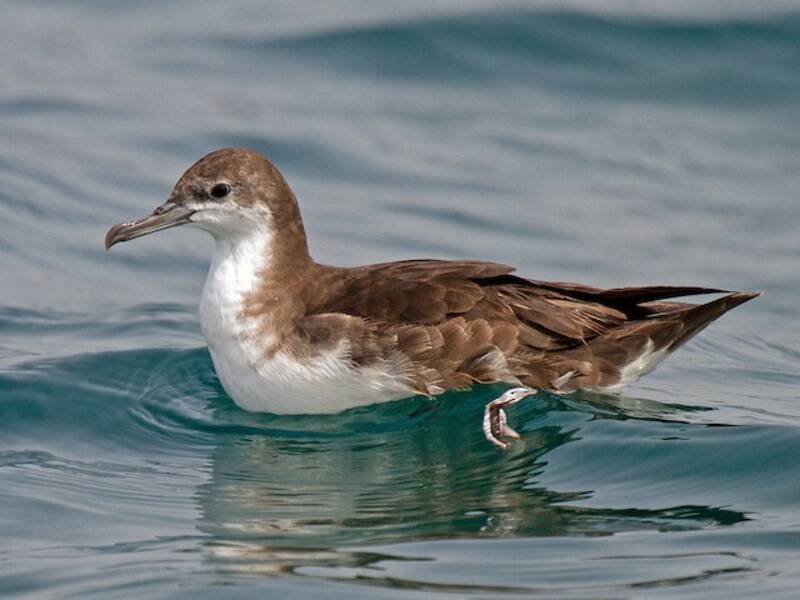 Puffin de Perse, Photos 2
