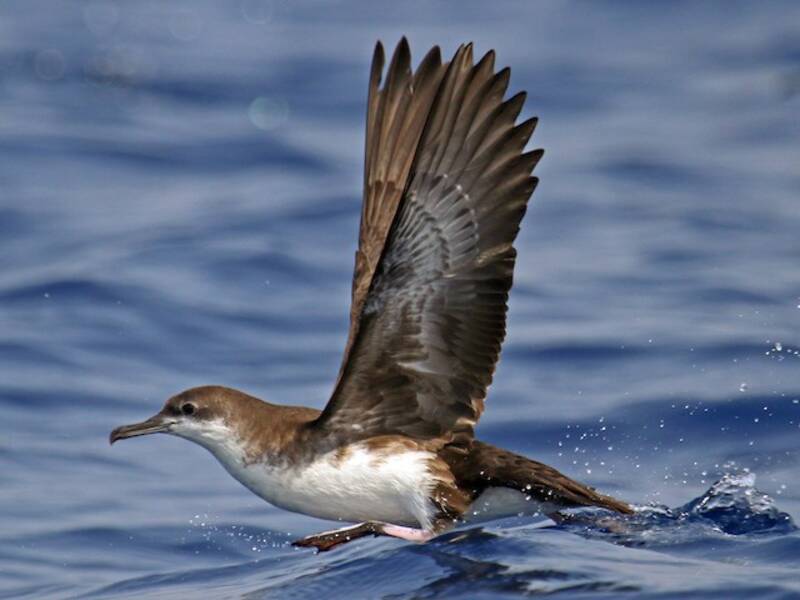 Puffin de Perse, Photos 4