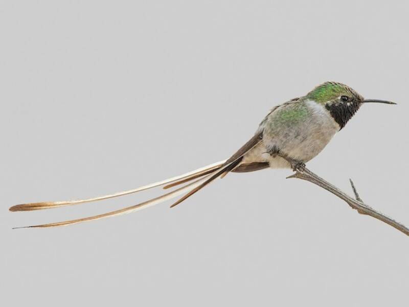Peruvian Sheartail
