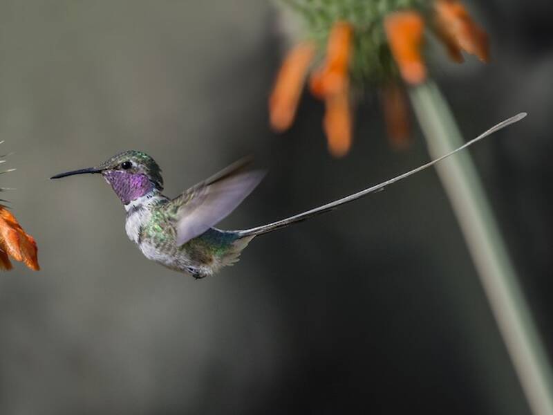 Peruvian Sheartail, Photos 2