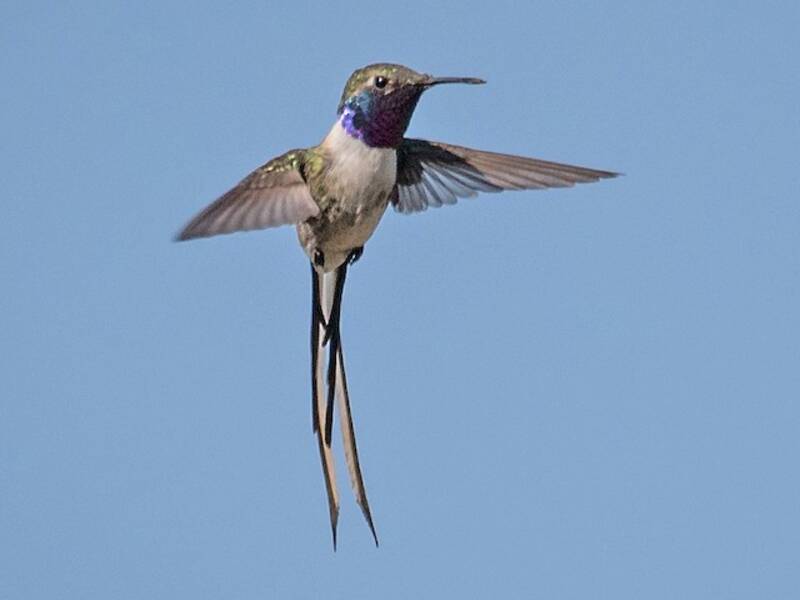 Peruvian Sheartail, Photos 4