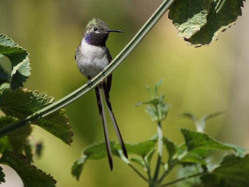 Peruvian Sheartail, Photos 3
