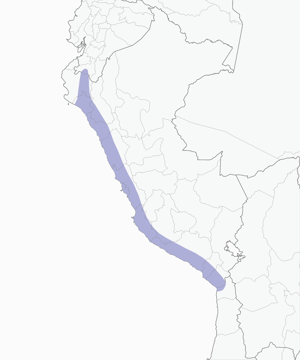 Peruvian Sheartail, Distribution 1