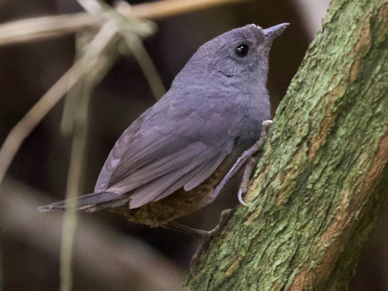 Perija-Tapaculo, Fotos 3