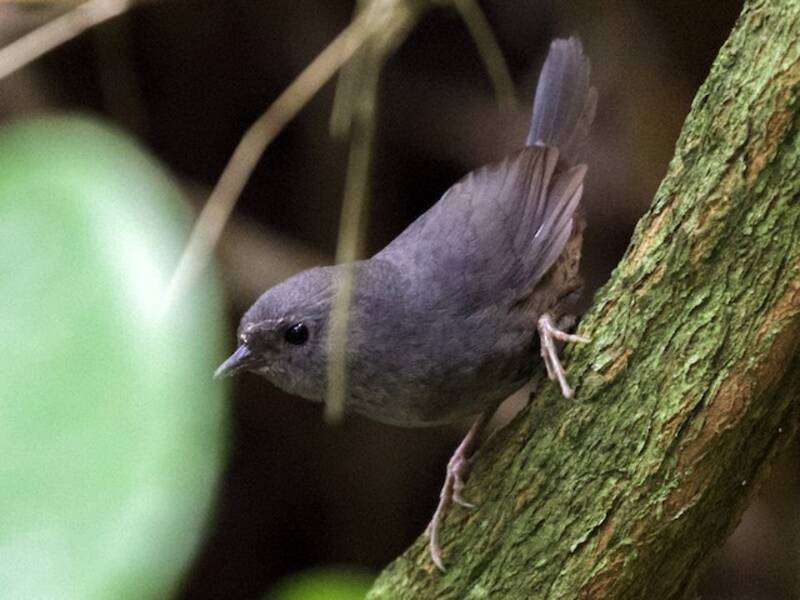 Perija-Tapaculo, Fotos 2