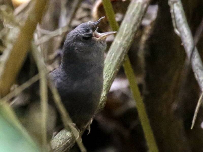 Tapaculo de Perijá