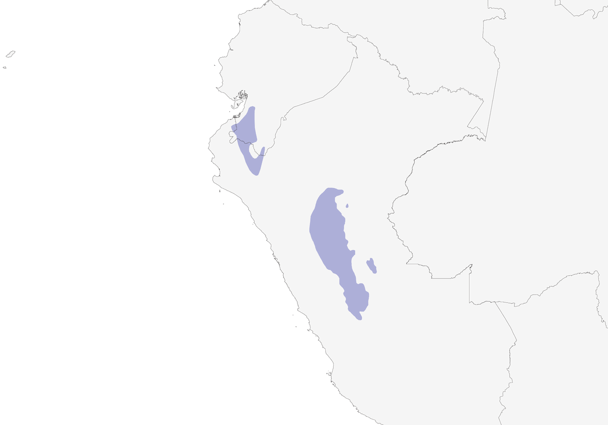 Tirannetto peruviano, Distribuzione 1