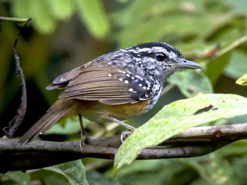 Peruvian Warbling-Antbird, Photos 3