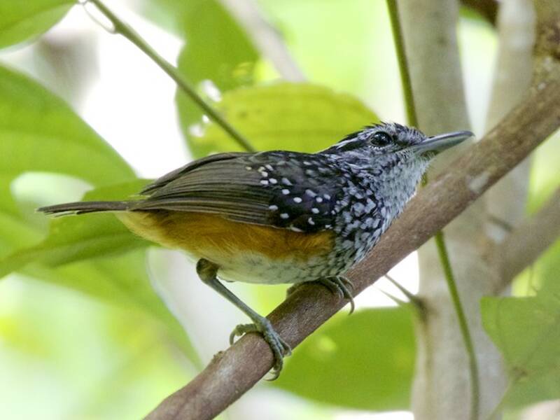 Peruvian Warbling-Antbird, Photos 2