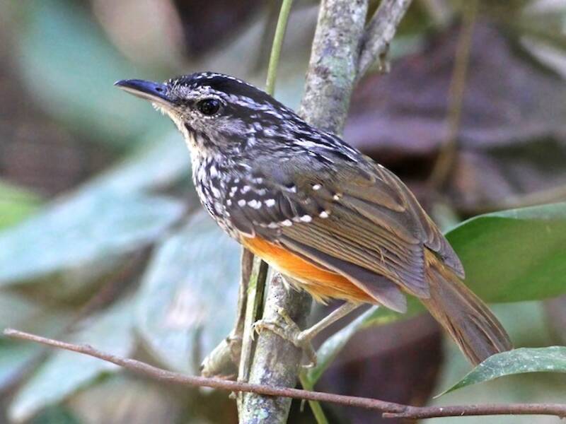 Peruvian Warbling-Antbird, Photos 4