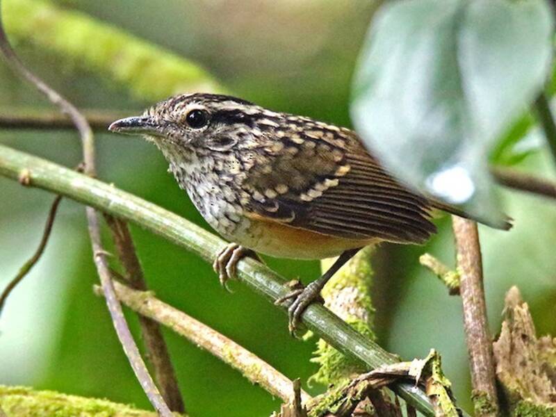 Peruvian Warbling-Antbird