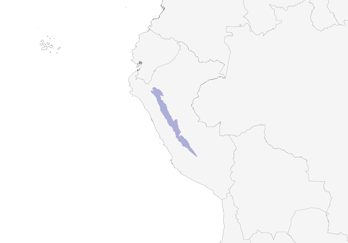 Chiví peruano, Distribución 1