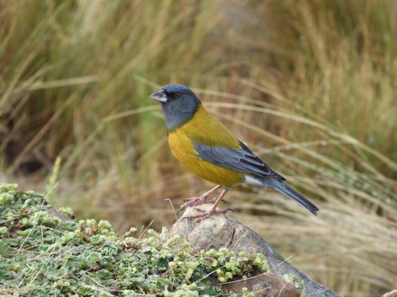 Peru-Bergtangare