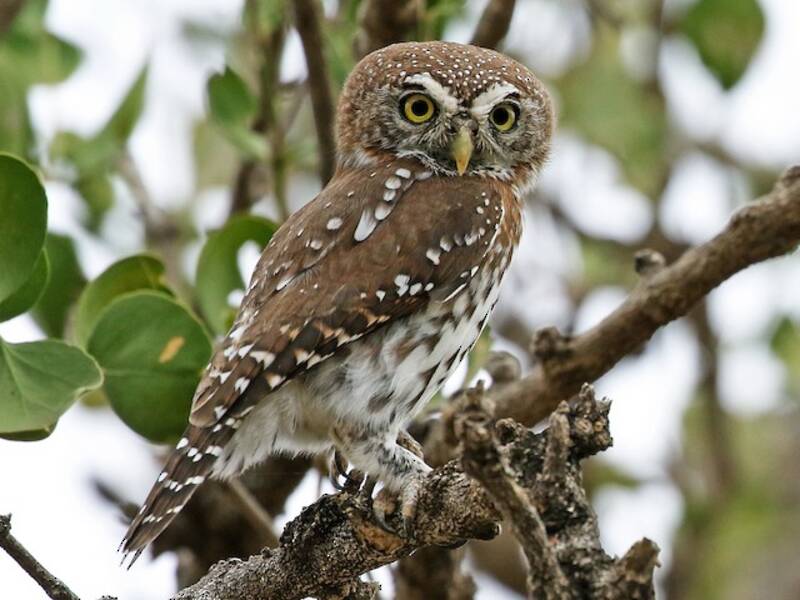 Pearl-spotted Owlet, 照片 4