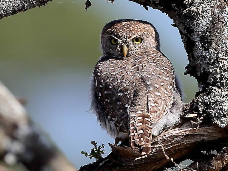 Pearl-spotted Owlet, 照片 3